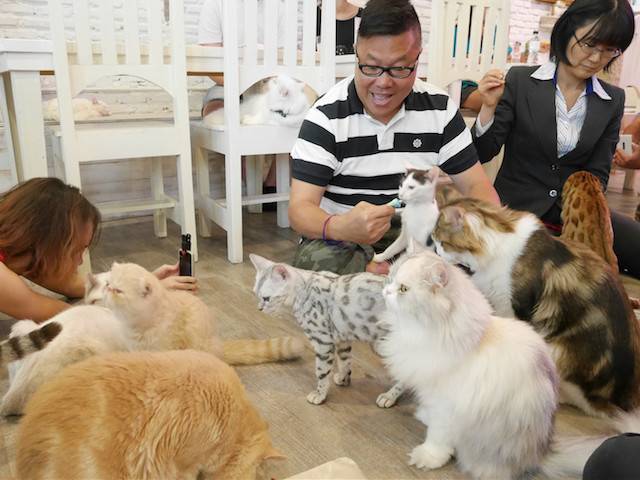 在曼谷餵名種大肥貓 – Caturday Cat Cafe@胡慧沖