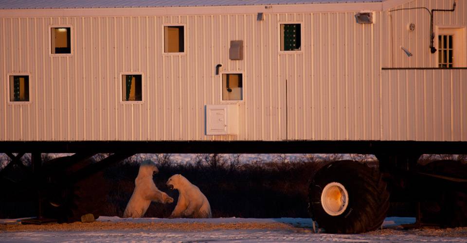 Polar-Bears-Tundra-Lodge-Town-4-bears