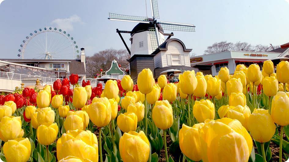 花祭 圖片來源：Korea Tourism Organization