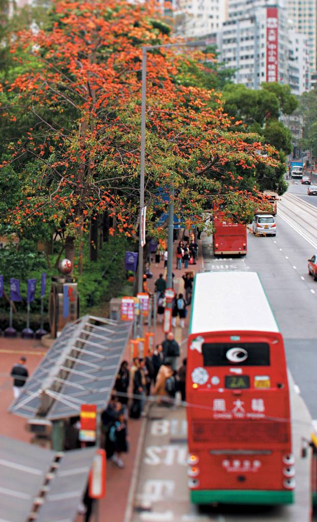 木棉花 在維園往香港中央圖書館的行人天橋觀賞紅棉，發覺應叫橙棉才對，顔色較一般紅棉爲淺！