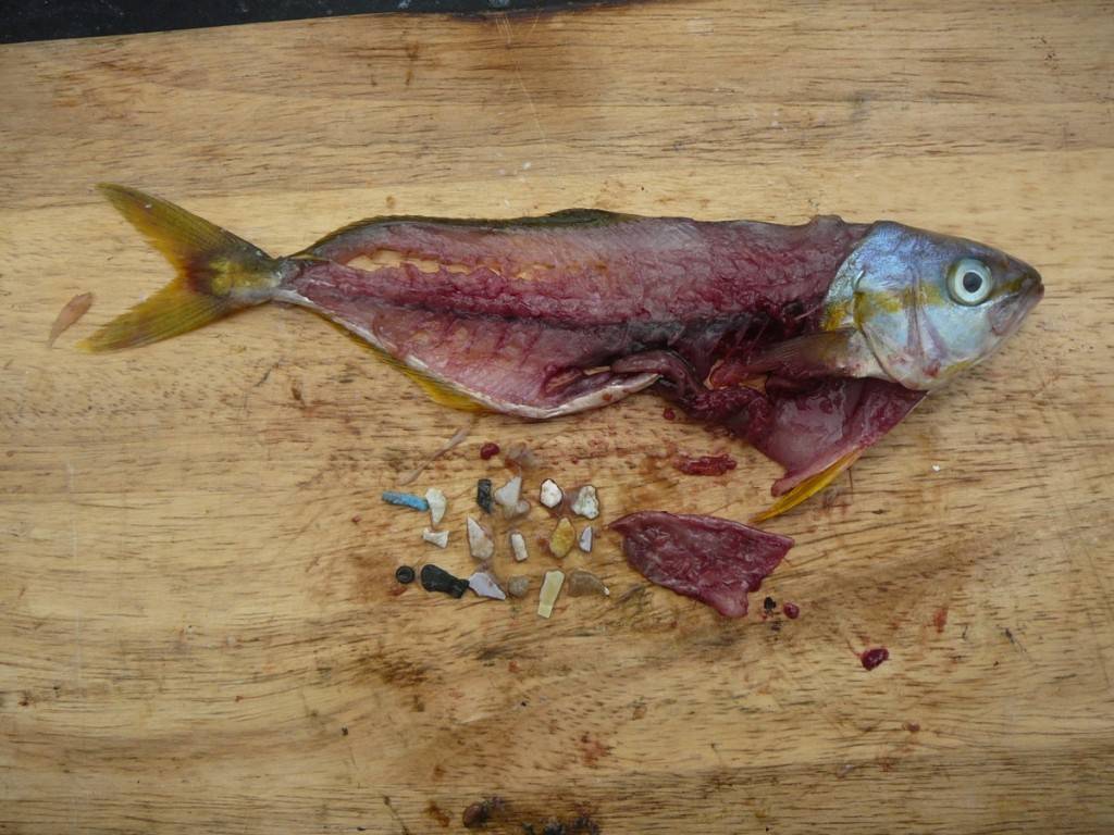 有研究海洋垃圾的隊伍，將太平洋北部捉到的魚劏開後，發現肚內有唔少膠碎。© Marcus Eriksen