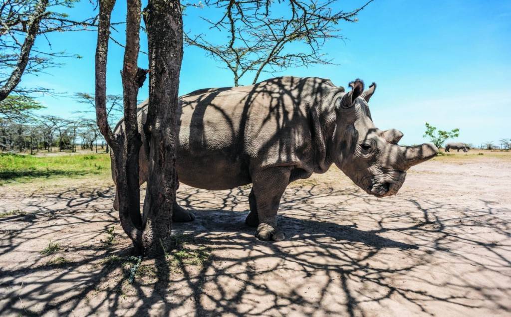 救地球 肯亞犀牛受到24小時的貼身保護。
