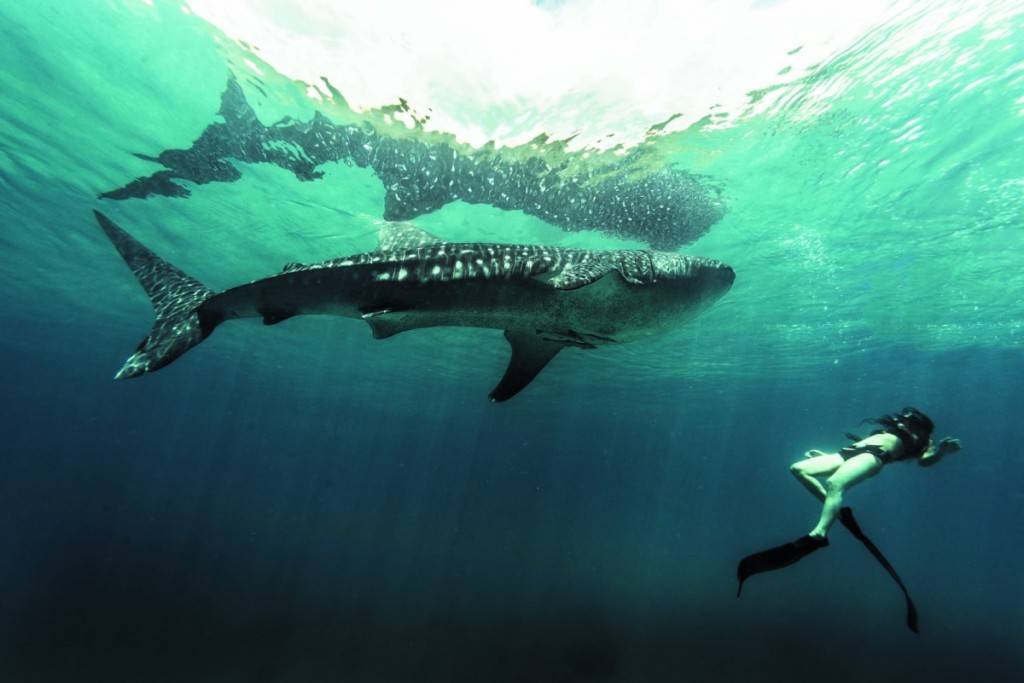 救地球 攝製隊還深入海底追踨現時世界上最大體形的魚類— 鯨鯊。