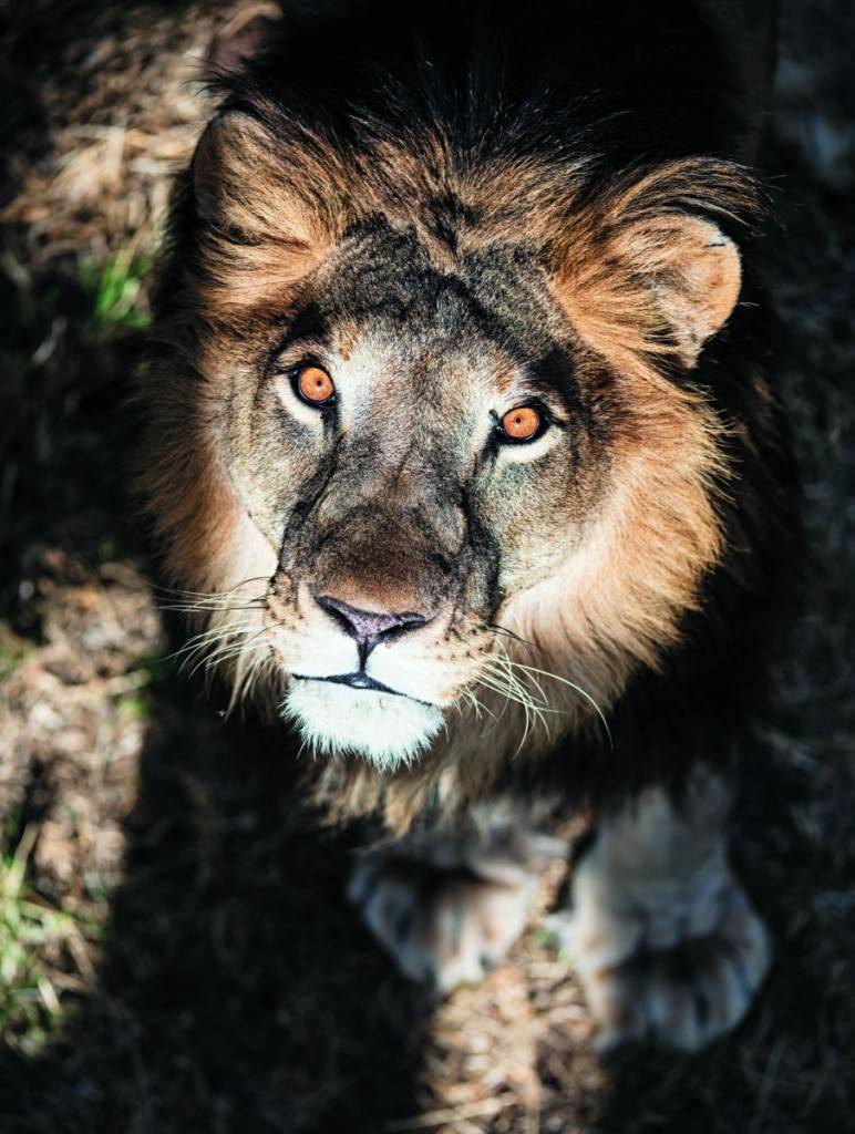救地球 人 類 在 肯 亞 捕 獵 獅 子 , 令 獅 子 走 向 絕 路 。
