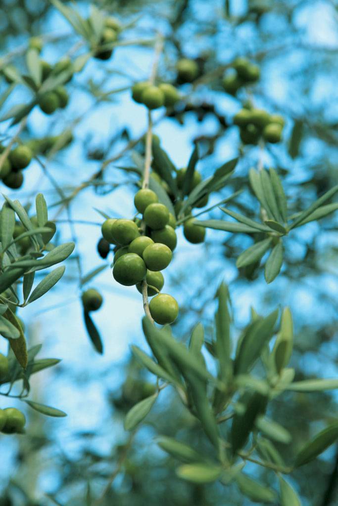 日本旅遊 橄榄飽滿待十月收成時，園中有很多工人徒手摘取，再加工制成橄榄油出售。