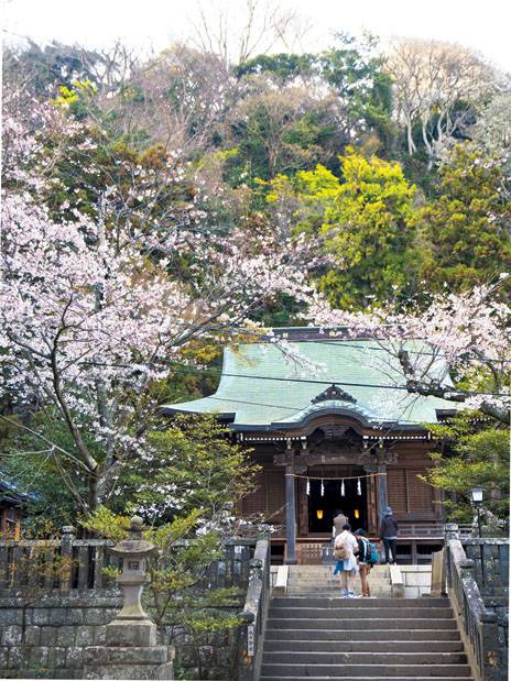 東京旅遊 櫻花盛開的時節和每年9月18日舉行例祭期間是到訪神社的最佳時期！
