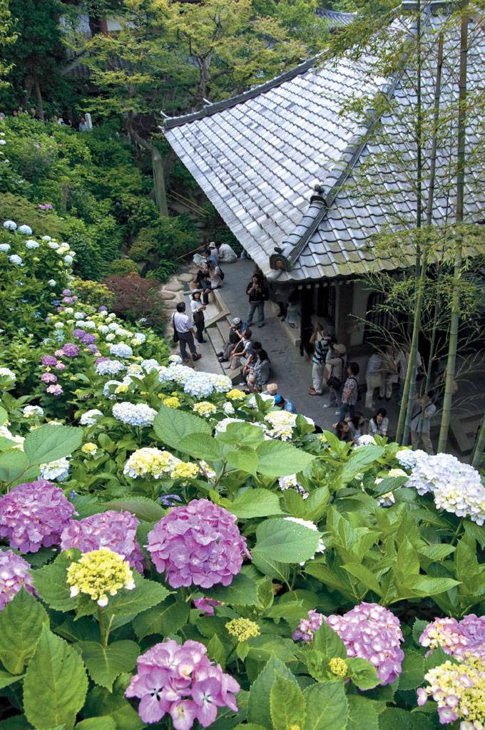 東京旅遊 長谷寺的繡球花花期一般為5月下旬至7月上旬。