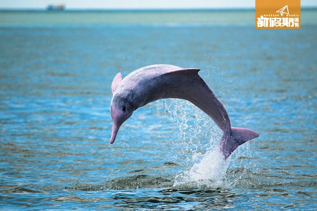 觀豚 成年海豚身體本為白色，因日常充血而呈粉紅色，故被漁民稱為 「海豬」，而顏色會隨年齡增長及血液運行減慢而轉淡。