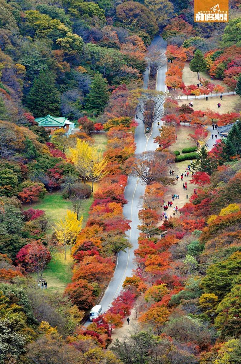 韓國楓葉與日本的種類近似，葉小深紅，但就更爲粗獷，近影未必棵棵靚，但從高處遠影的效果就很好，紅黃綠一堆堆的，各有性格。