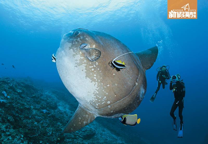 峇里 Mola Mola為拉丁文，解作石磨，因牠們的皮膚粗糙，身形圓渾，像個圓形石磨，故被人改花名，佢真名其實叫Sunfish。