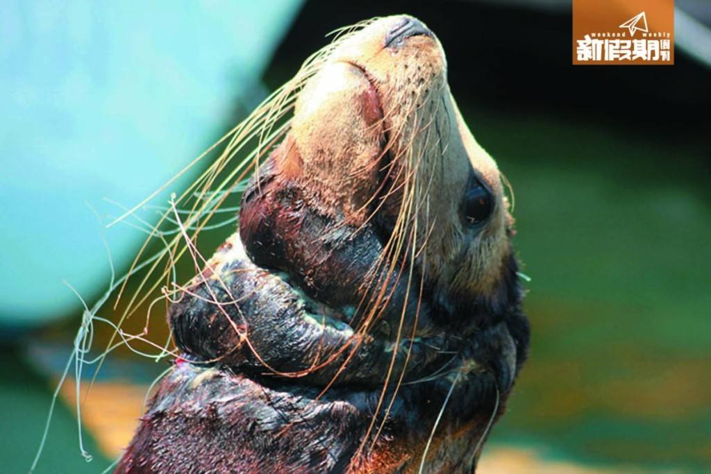 海洋 美國一隻加州海豹頸部不幸 被廢棄的魚網緊纏，但又無 法自救，非常可憐。