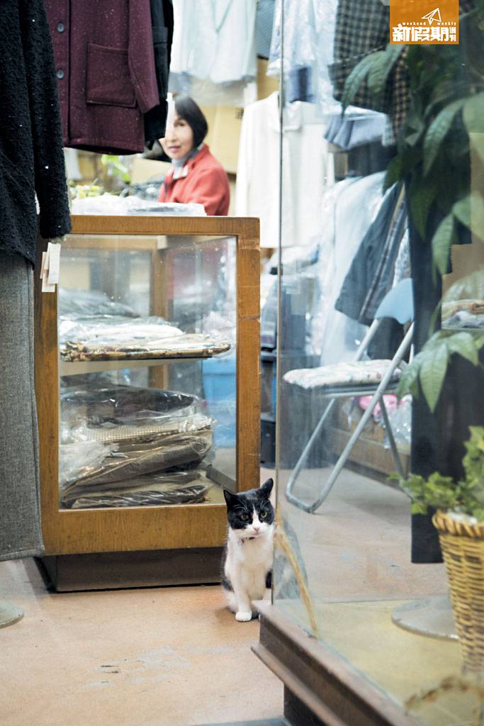 喵星人 LaLa 的鄰居、木曾衣料店的看舖貓Karen，已達 13歲高齡，好怕羞唔肯影相。