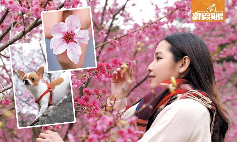 春季攝影好去處! 台北拉拉山5大櫻花行程 （上）