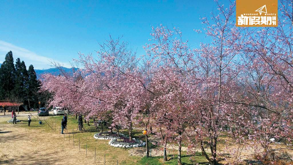 櫻花 從高處俯瞰恩愛農場，3月3日的花況已開7成，賞櫻時機已到，趕快起行啦！