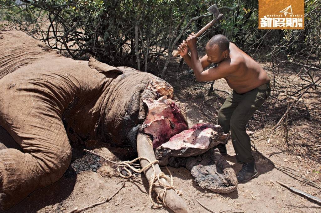 非法獵殺非洲象
