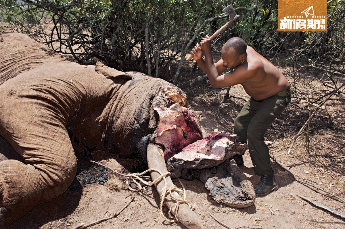 每日100隻大象被殺 象牙禁售令遙遠無期