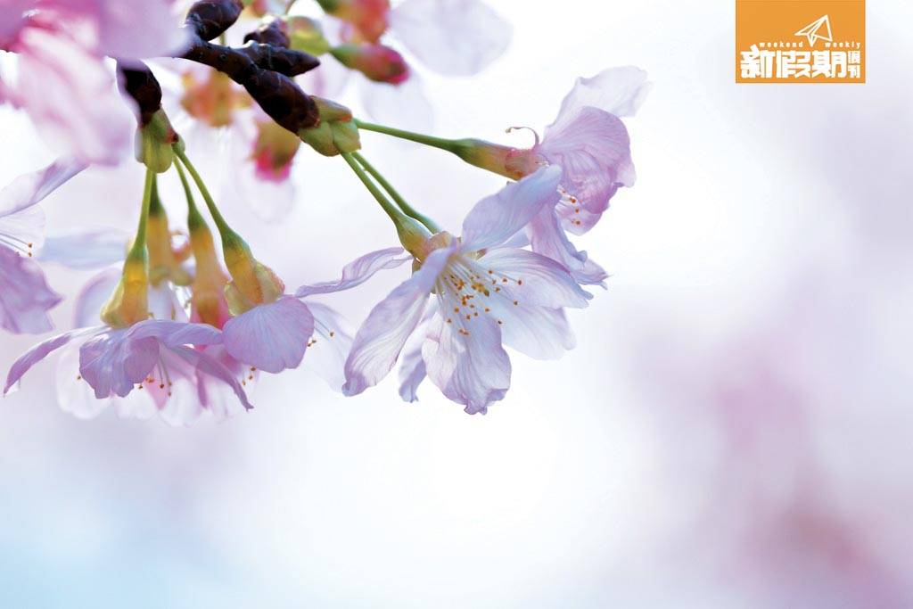 情人節 將軍澳櫻為長形下垂的鐘花櫻桃，顏色偏淺淡粉紅，配合少許後製可輕易做到日系效果。
