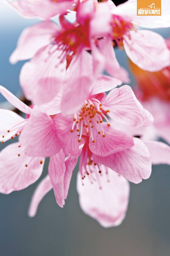 櫻花 昭和櫻特點是五片花瓣不相連，花柄亦較長，姿態略略垂下。