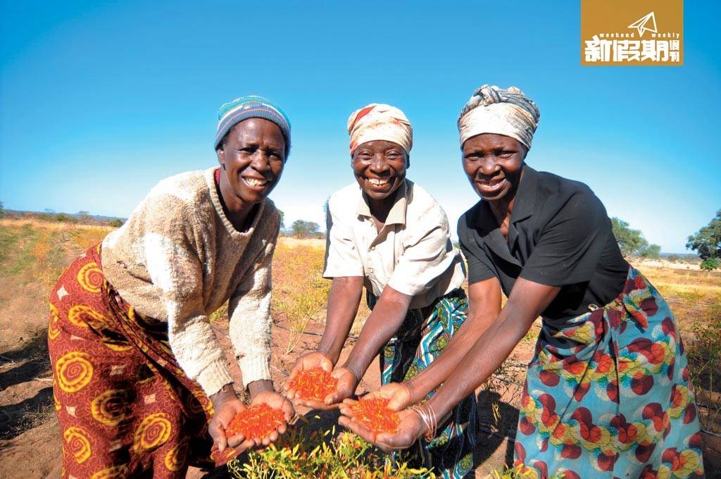 環保 贊比亞人種辣椒脫貧，樂施會協助600個家庭開墾辣椒 園，提供經濟活動改善生活。（黃嘉慶攝 / 樂施會提供）