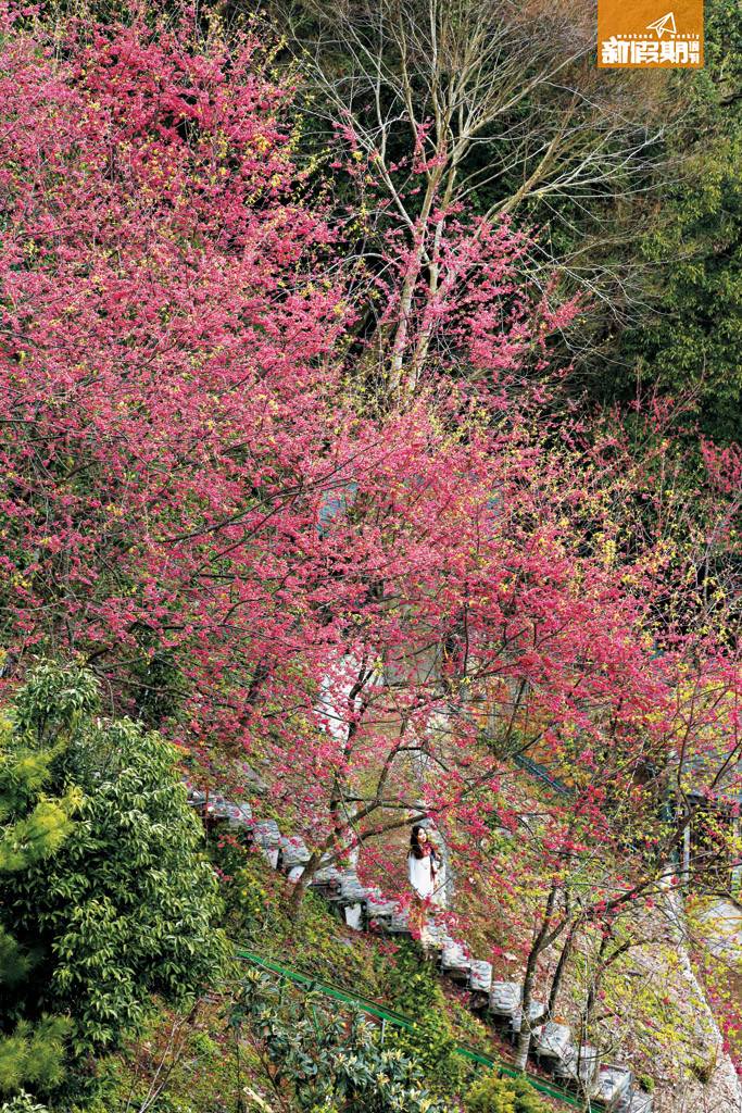 沿著樓梯小徑穿梭櫻花林，真真正正置身數十株櫻花當中，距離感頓減！