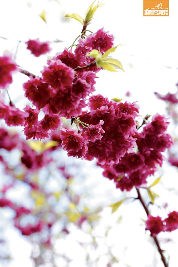 八重櫻花期最早，環觀各款現時最綻放，逾20片花瓣重疊，像吊 鐘般下垂，深桃色搶眼奪目，相比粉色櫻花有另一種韻味！
