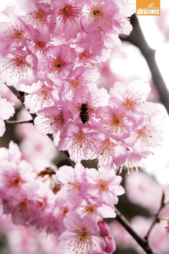 恩愛農場的富士櫻是台灣與日本山櫻的嫁接品種，五片花瓣微微向內彎，色調偏粉紅，黃色花蕊多而集中，形態最接近日本的櫻花，因此深得台客歡心！