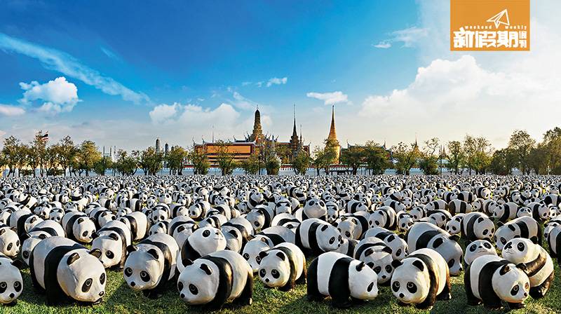 1600紙熊貓  3月曼谷賣萌 |泰國|