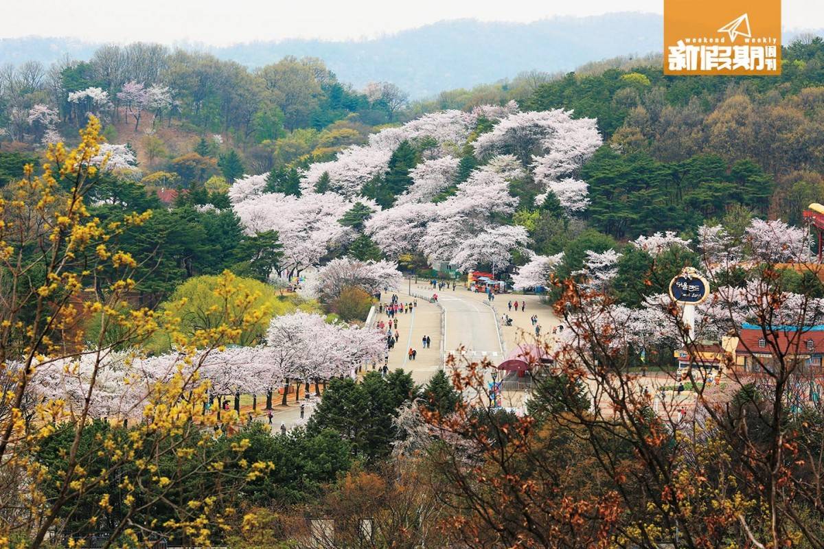 Let's Run Park 跟熱門賞櫻景點「首爾大公園」（上圖）只有一個地鐵站距離，外國遊客近乎零，沒有人山人海，賞櫻、拍照都悠然自在！
