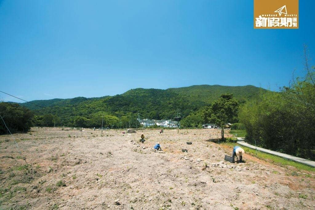 荔枝窩 港大的學生每月到荔枝窩村耕田，早前主力除雜草及翻土。