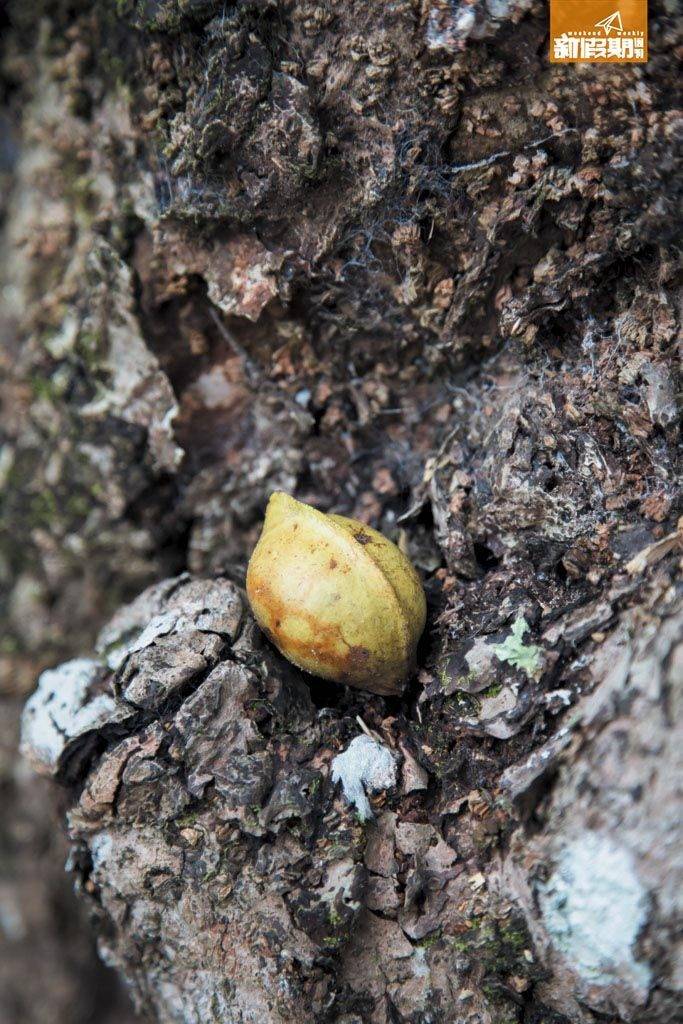 荔枝窩 銀葉樹的果，外貌似鹹蛋超人個頭，有個花名叫「超人果」。