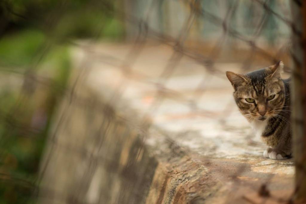 離島 在鐵絲網外睡午覺的花貓，提醒我們不要在坪洲喧嘩。