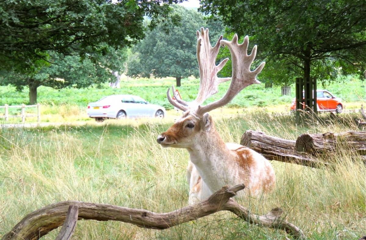 野鹿出沒！到 里奇蒙公園 去賞鹿@觀光客不知道的倫敦