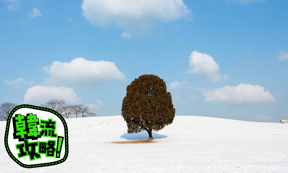 冬日限定絕景 | 首爾都有「美瑛」雪景+ 孤獨的樹