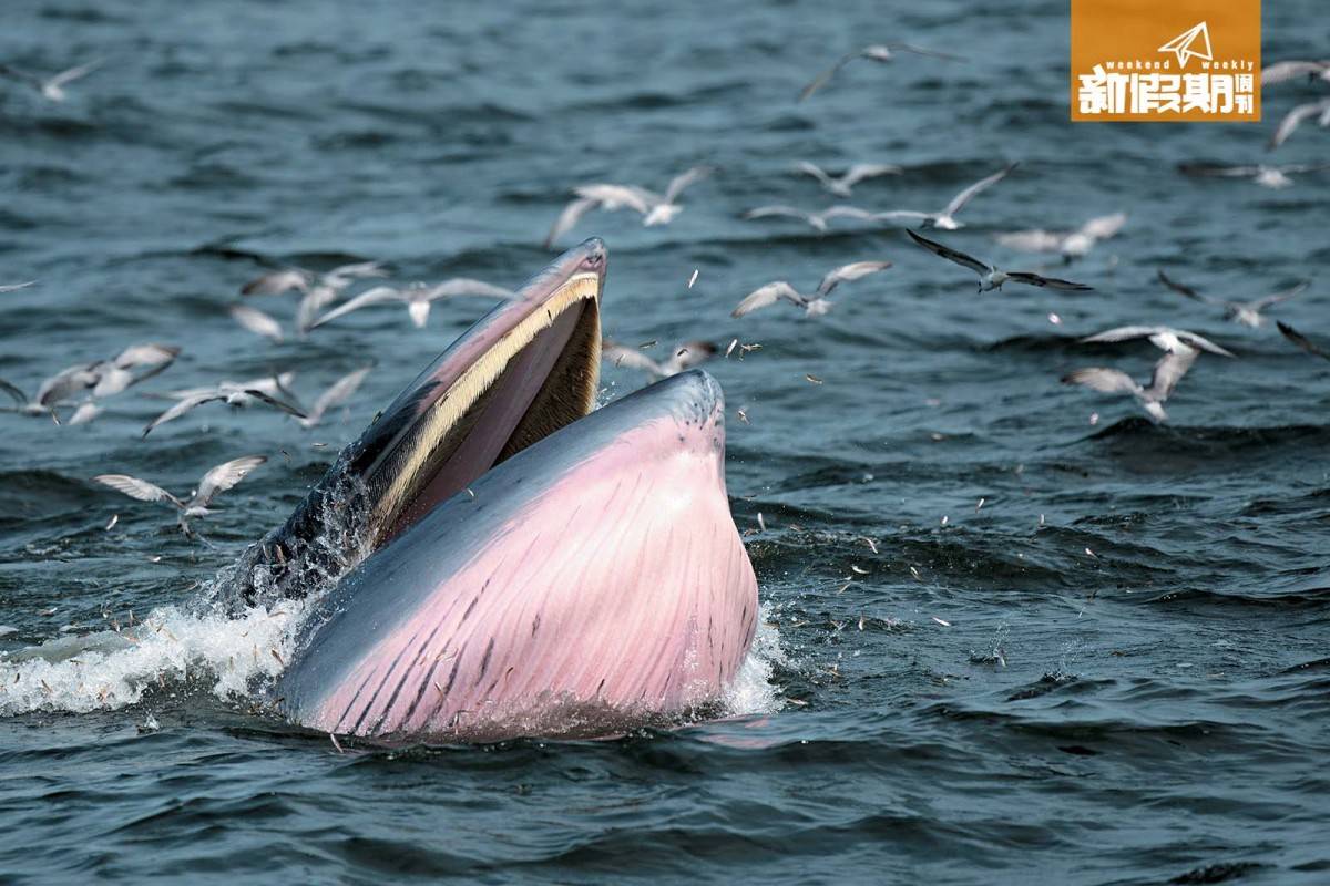 觀鯨 鯨魚招牌動作是靠近水面「口張開」大舉捕食小銀魚，而附近的大群海鳥，會看準機會飛撲過來搶食，場面十分熱鬧！
