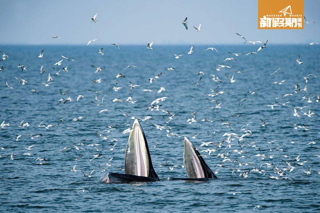 觀鯨 兩頭座頭鯨同時開口，相當罕見！