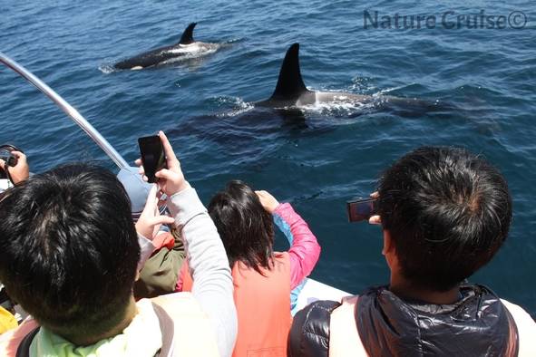 觀鯨 運氣好的話，距離近得手機都拍攝到清晰的鯨魚面貌。
