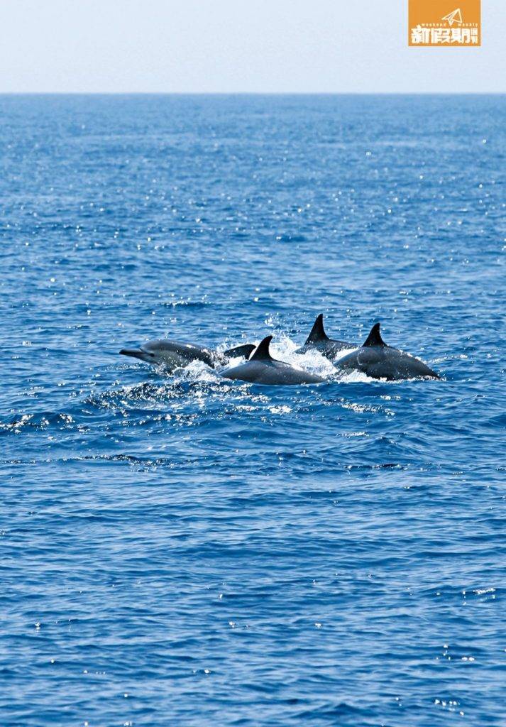 觀鯨 未見鯨魚，先見一群海豚。