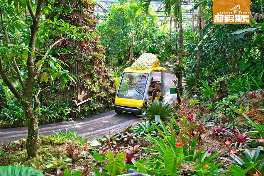 沖繩 懶人包 坐上菠蘿外形高爾夫球車遊覽菠蘿田。