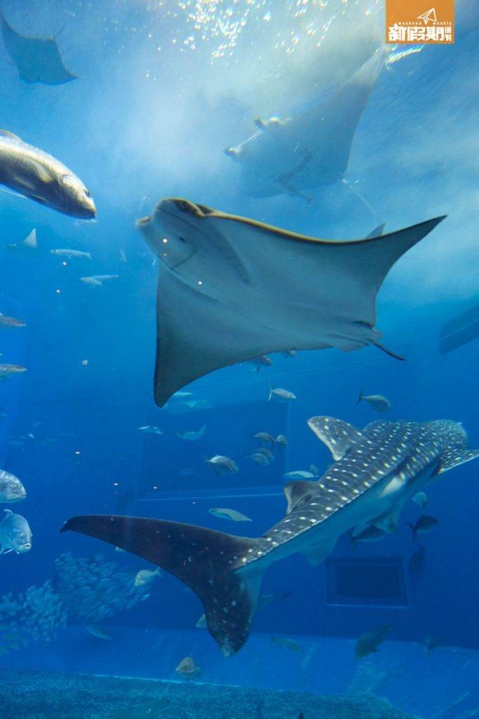 沖繩 懶人包 沖繩之旅不能少了參觀美麗海水族館。