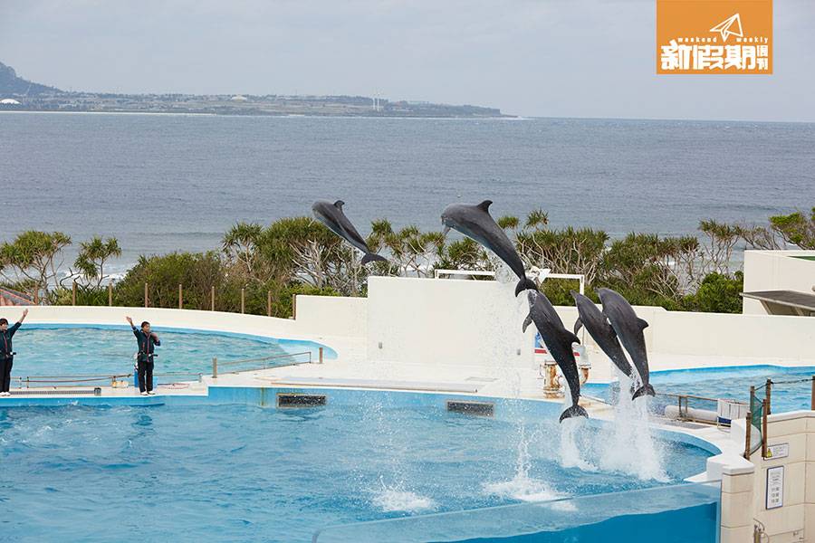 沖繩 懶人包 也不要錯過在水族館外的海豚劇場，望着沖繩大海欣賞海豚表演。