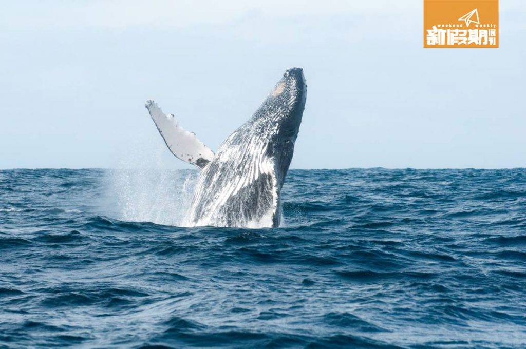 觀鯨 巨大鯨魚躍起一刻超級震撼！