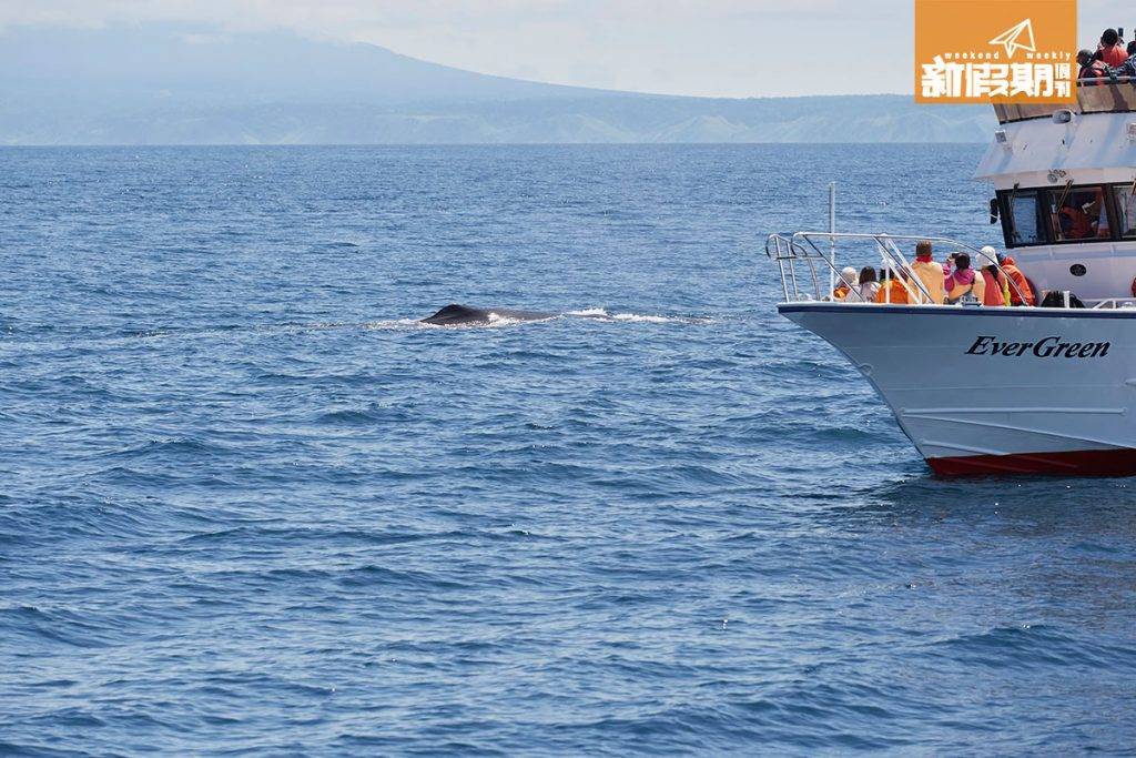 羅臼觀鯨分冬夏兩季，可看到不同種類的鯨魚及海洋生物。