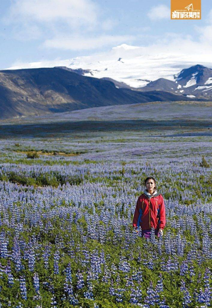 2018 公眾假期 冰島夏季也有花海，令大自然風景更多一分顏色。