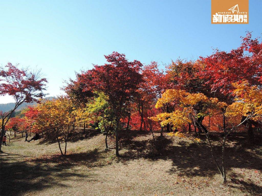 韓國紅葉 紅葉滿開時期的南怡島將會有超多旅客。