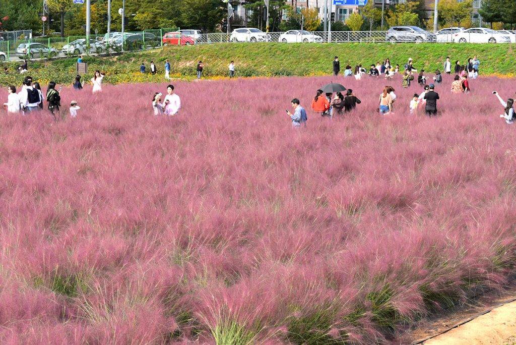 韓國紅葉 楊州 Nari 公園的粉紅色芒草，平日假日都吸引很多人前來影相打卡。