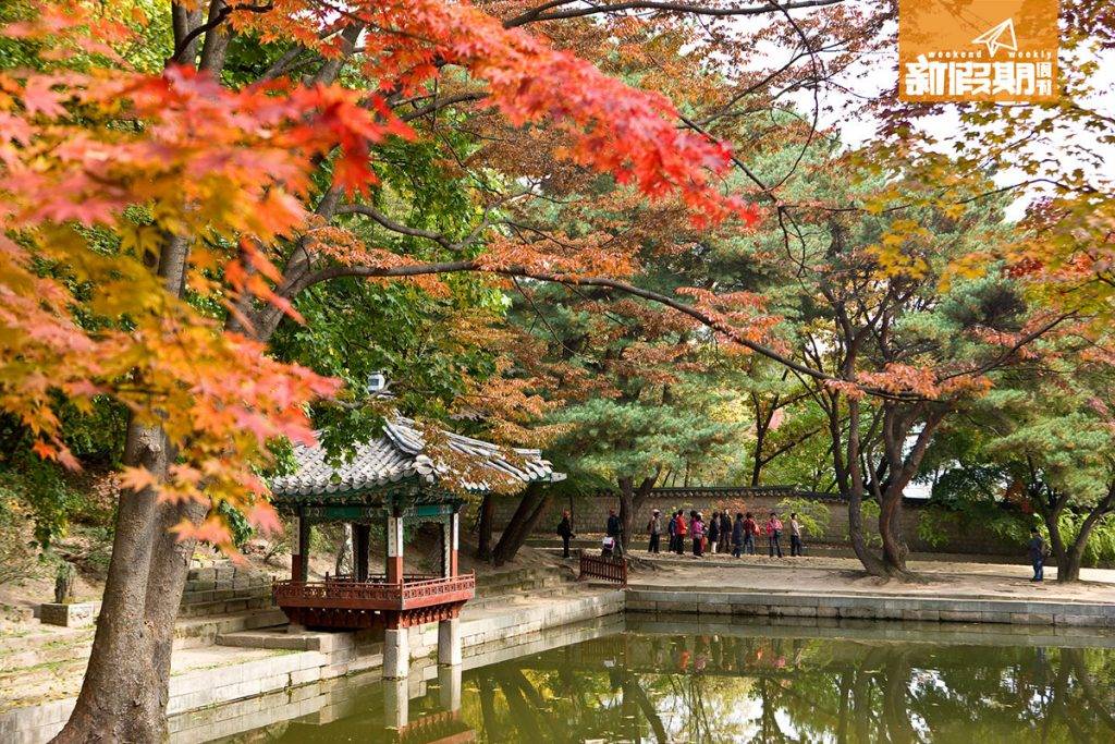 韓國紅葉 紅葉跟黃葉都會同樣有！處處都是打卡位。