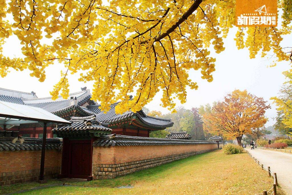 韓國紅葉 景福宮是韓國最大宮殿，配埋秋天景色，一絕！