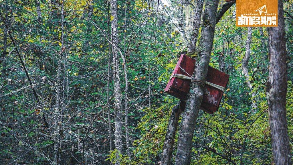 浪遊 孩子的遺體被藏身於吊在樹 上的小盒子裡，此為樹葬。