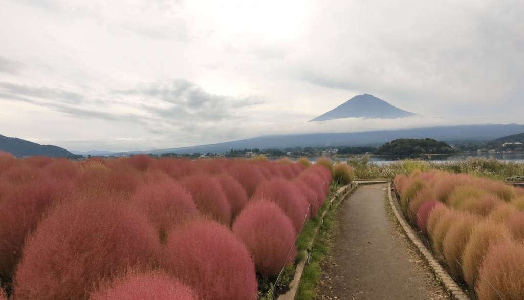 富士山 富士山一日遊2022｜想看紅色波波球未必要去茨城人迫人，有興趣可以到富士山旁的大石公園，同樣能看掃帚草仲有得睇富士山。（圖片來源︰大石公園官網圖片）