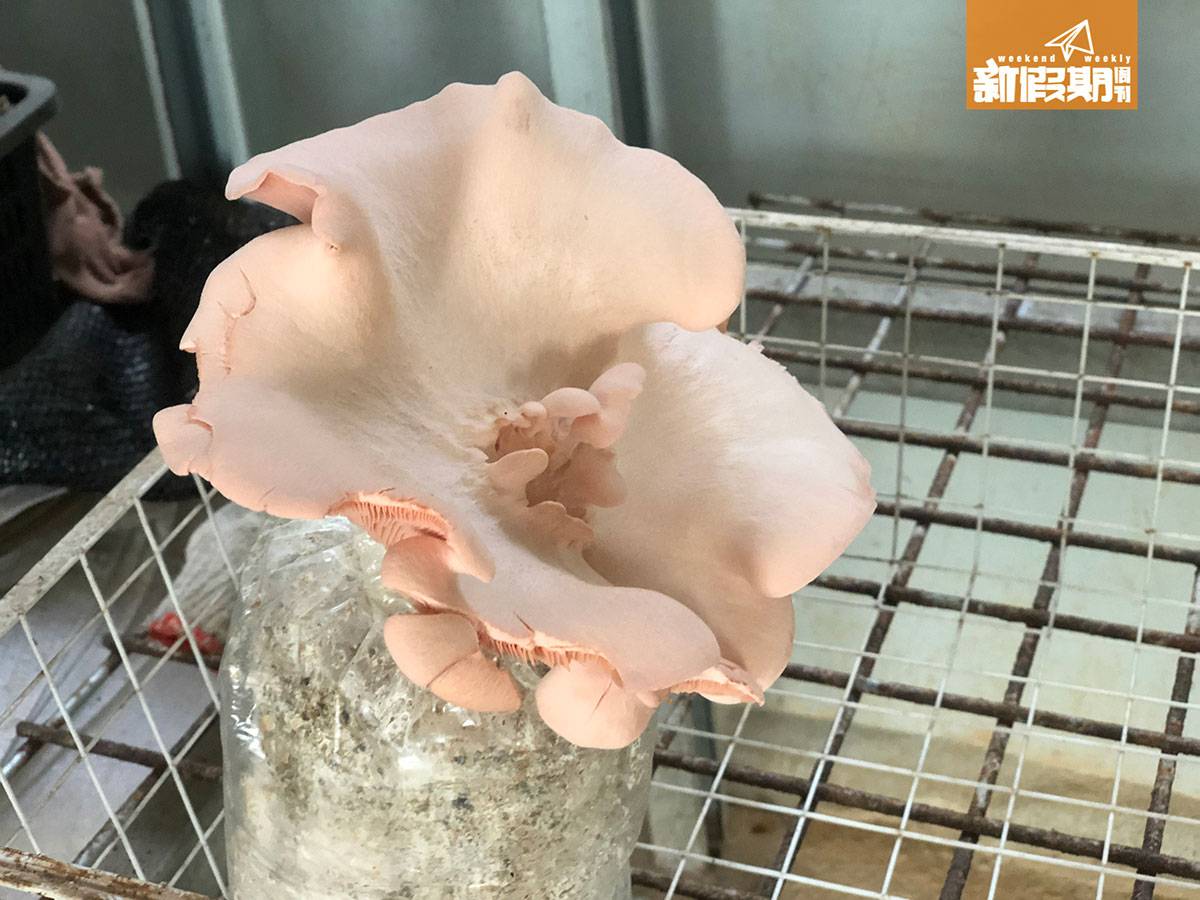 滑草 粉紅色秀珍菇。